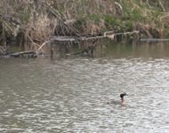 Horned Grebe